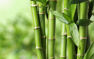 ExoPalm synthetic bamboo solutions