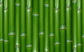Safari green bamboo color